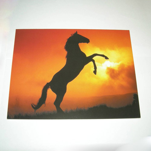 Horse in the Sunset card