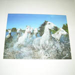 Horses of the Camargue card
